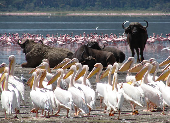 13-Day Africa Safari Tour kenya and Tanzania Safaris 